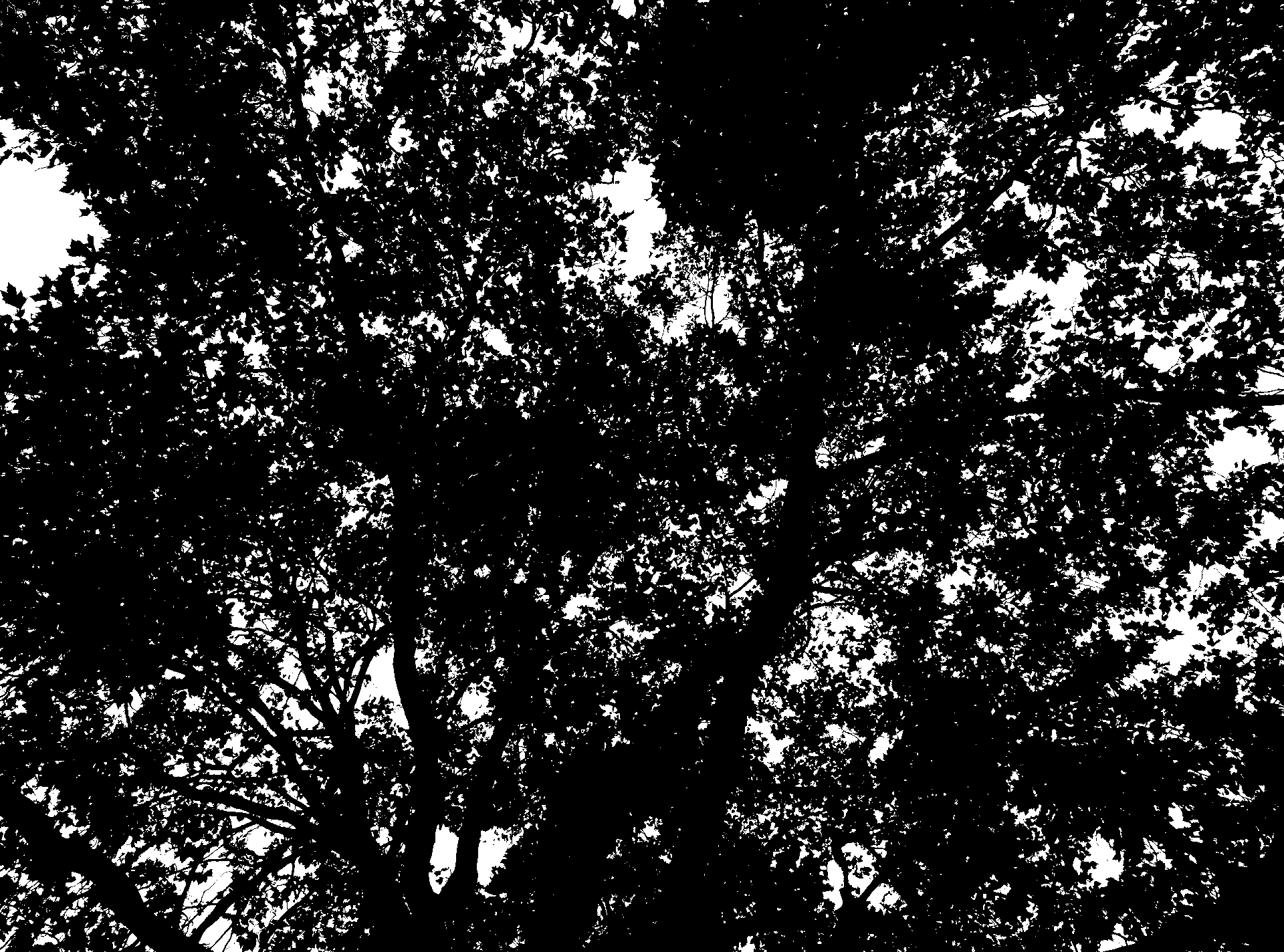 Tree GOBO Free